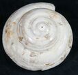 Polished Fossil Snail (Pleurotomaria) #9544-1
